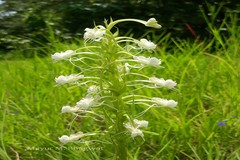 Habenaria commelinifolia